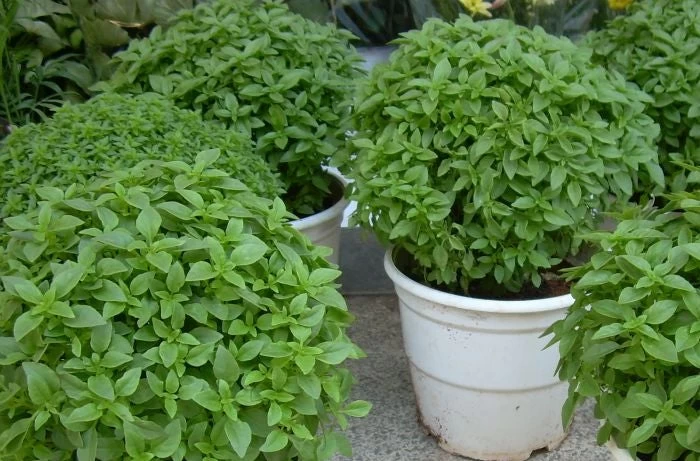 Αυτά τα 5 βότανα αυξάνουν τη θρεπτική αξία των φαγητών!